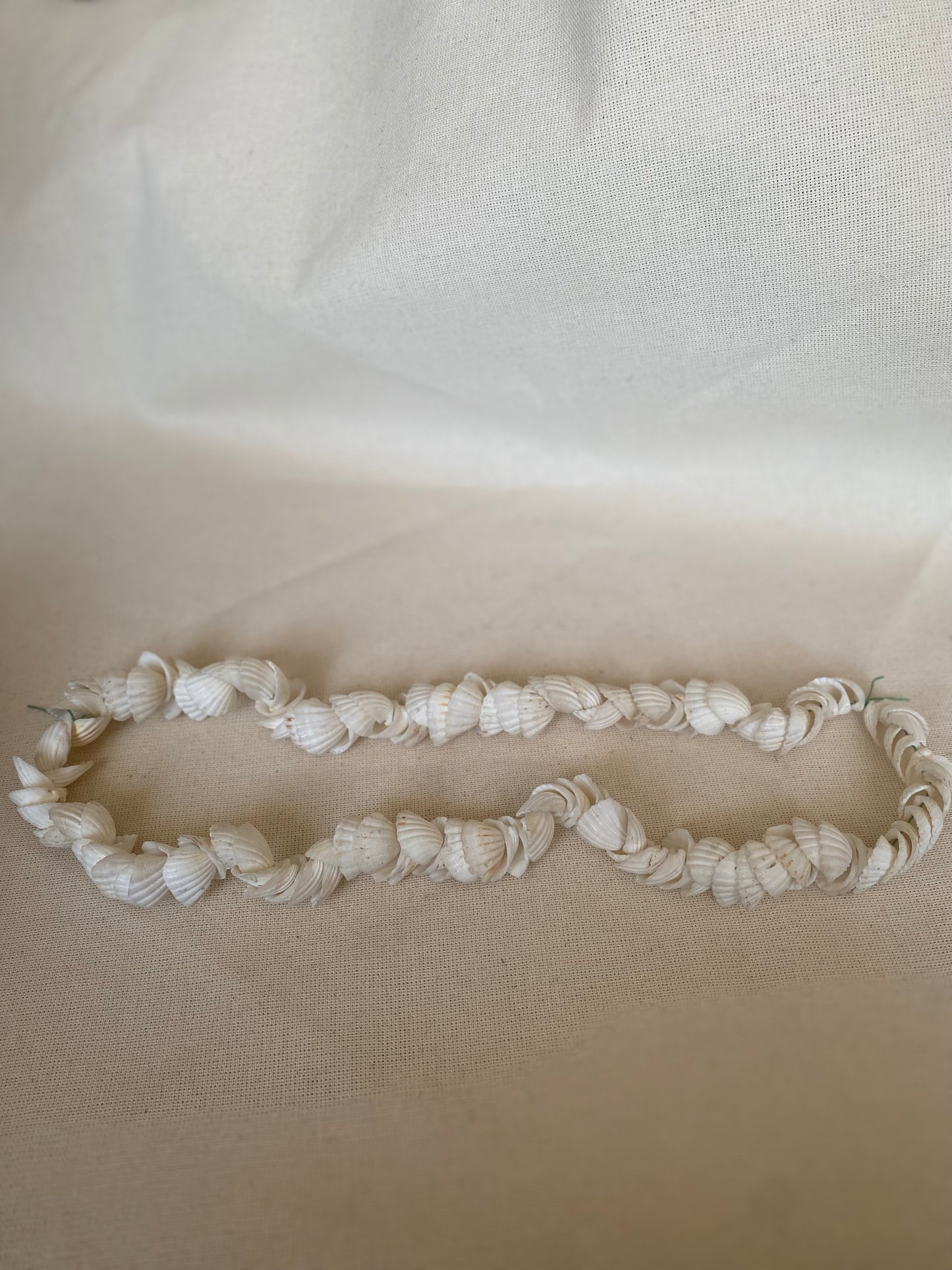 Cockle Shell string