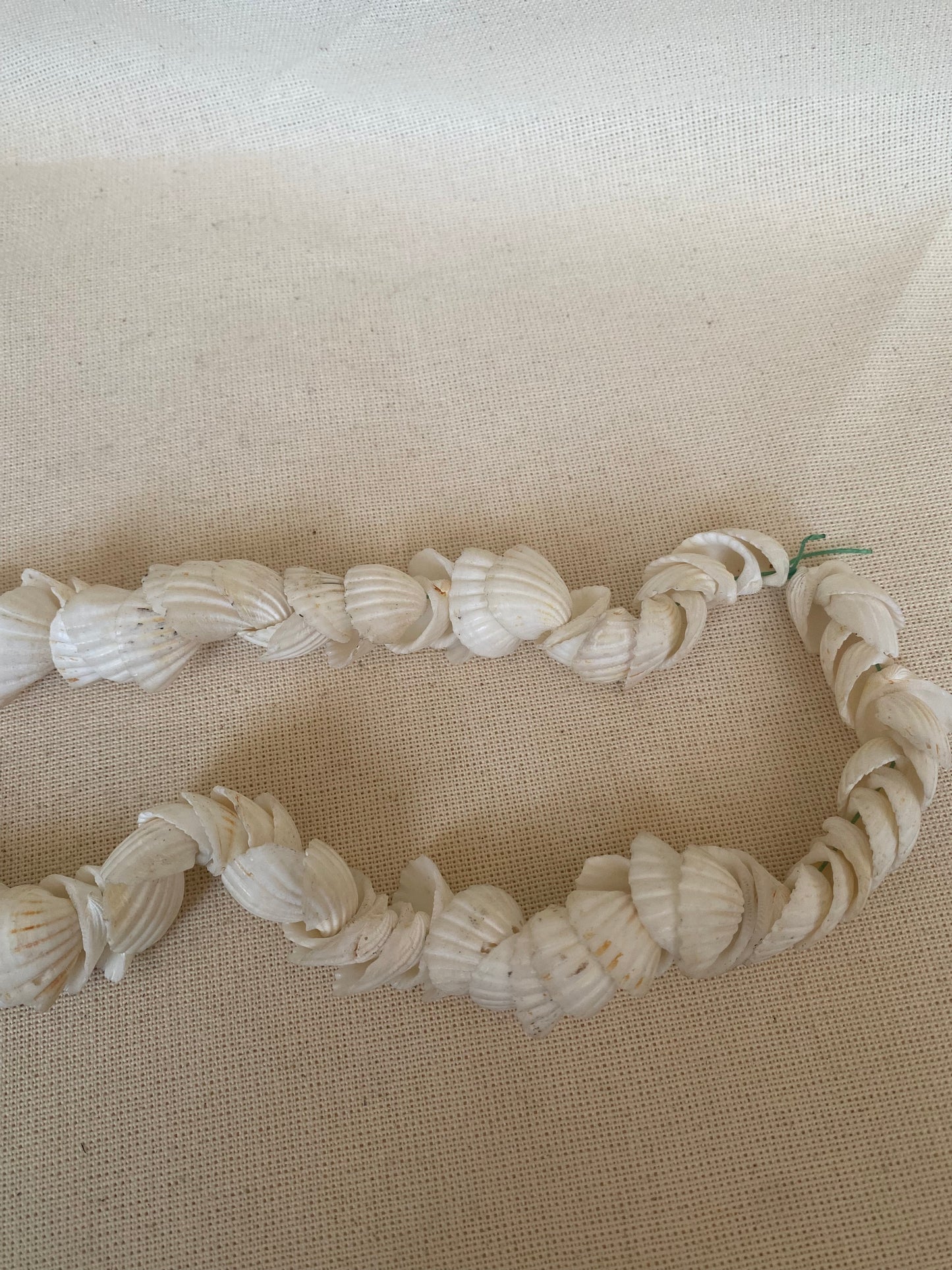 Cockle Shell string