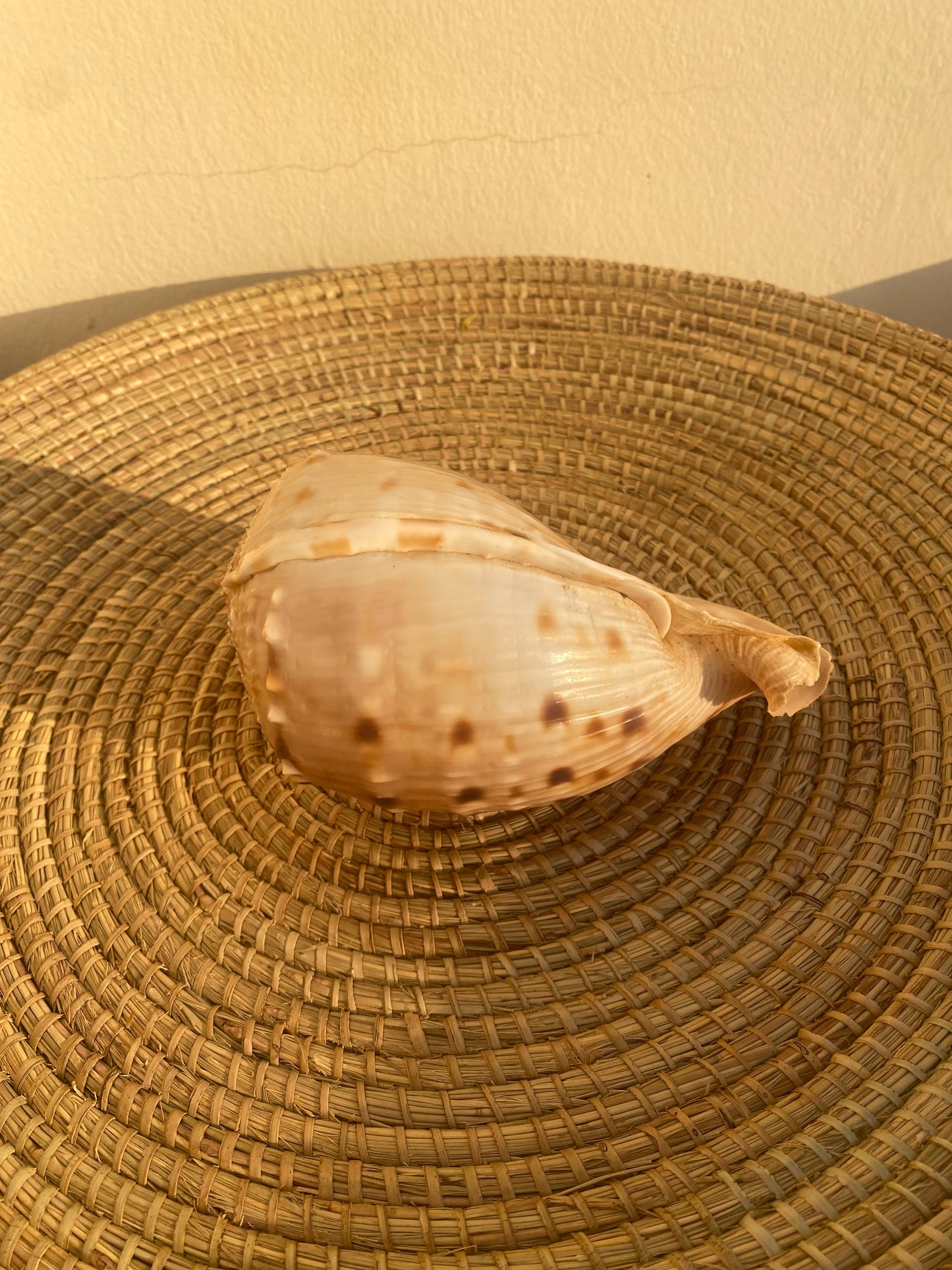 Medium sized cowrie shell