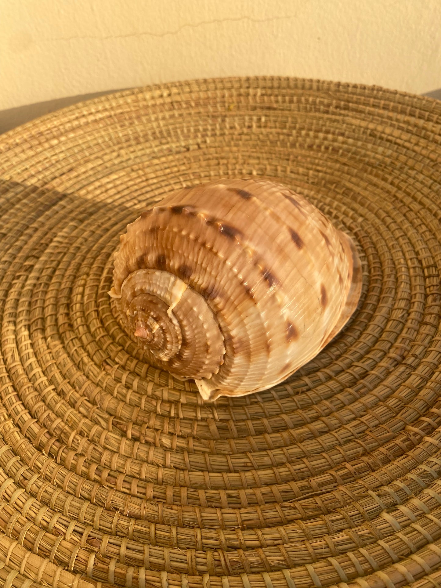 Medium sized cowrie shell